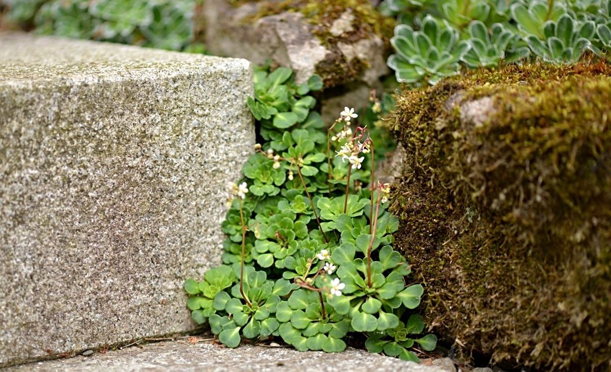 saxifraga-cuneifolia-der-keilblatt-steinbrech